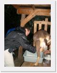 804-07_SteveMilking * 1536 x 2048 * (2.24MB)